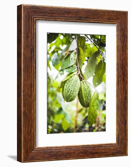 White Cacao Tree, Amazon Rainforest, Coca, Ecuador, South America-Matthew Williams-Ellis-Framed Photographic Print