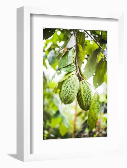 White Cacao Tree, Amazon Rainforest, Coca, Ecuador, South America-Matthew Williams-Ellis-Framed Photographic Print