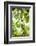 White Cacao Tree, Amazon Rainforest, Coca, Ecuador, South America-Matthew Williams-Ellis-Framed Photographic Print