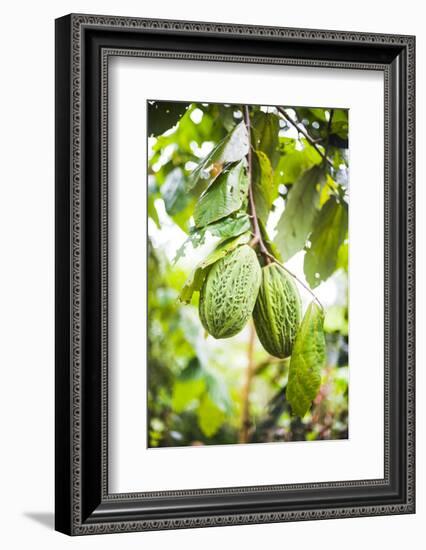 White Cacao Tree, Amazon Rainforest, Coca, Ecuador, South America-Matthew Williams-Ellis-Framed Photographic Print