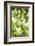 White Cacao Tree, Amazon Rainforest, Coca, Ecuador, South America-Matthew Williams-Ellis-Framed Photographic Print