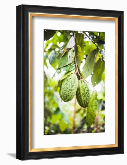 White Cacao Tree, Amazon Rainforest, Coca, Ecuador, South America-Matthew Williams-Ellis-Framed Photographic Print