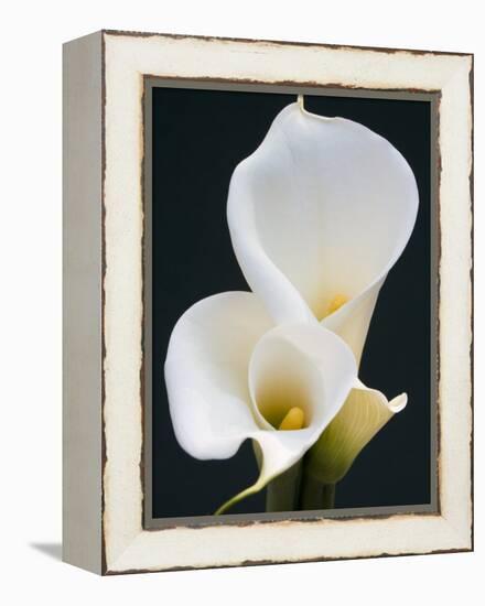 White Calla Lilies-Jamie & Judy Wild-Framed Premier Image Canvas