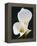 White Calla Lilies-Jamie & Judy Wild-Framed Premier Image Canvas