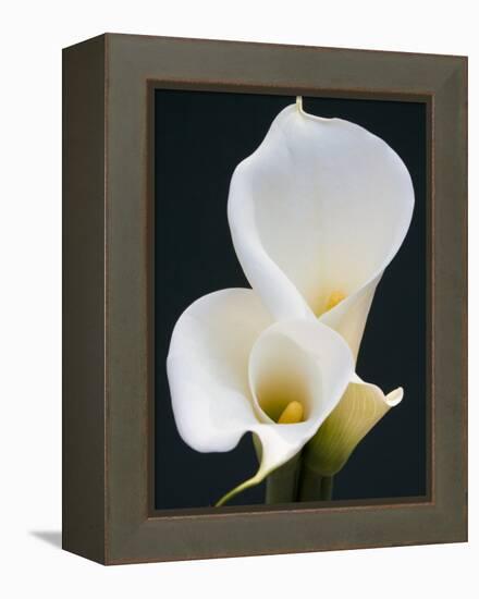 White Calla Lilies-Jamie & Judy Wild-Framed Premier Image Canvas