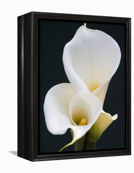 White Calla Lilies-Jamie & Judy Wild-Framed Premier Image Canvas