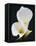 White Calla Lilies-Jamie & Judy Wild-Framed Premier Image Canvas