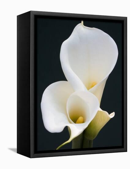 White Calla Lilies-Jamie & Judy Wild-Framed Premier Image Canvas