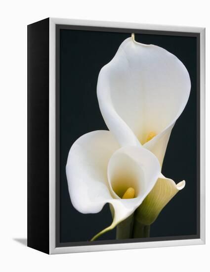 White Calla Lilies-Jamie & Judy Wild-Framed Premier Image Canvas