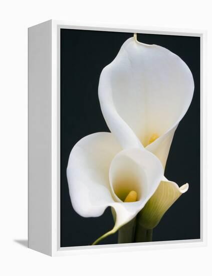 White Calla Lilies-Jamie & Judy Wild-Framed Premier Image Canvas