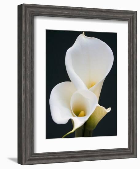 White Calla Lilies-Jamie & Judy Wild-Framed Photographic Print