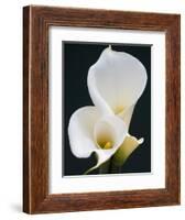 White Calla Lilies-Jamie & Judy Wild-Framed Photographic Print