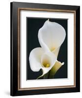 White Calla Lilies-Jamie & Judy Wild-Framed Photographic Print