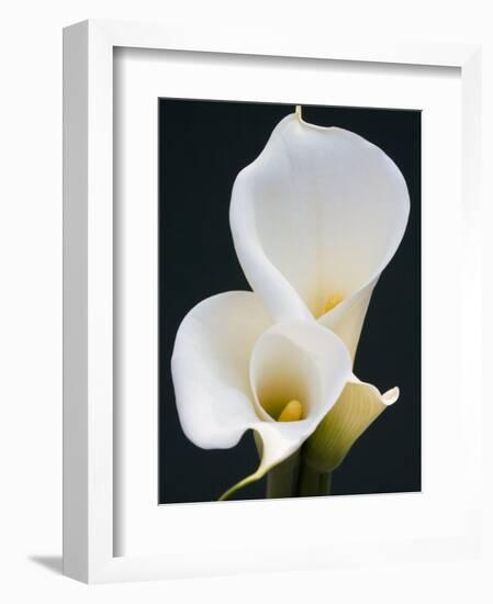 White Calla Lilies-Jamie & Judy Wild-Framed Photographic Print