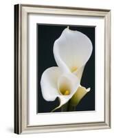 White Calla Lilies-Jamie & Judy Wild-Framed Photographic Print