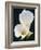 White Calla Lilies-Jamie & Judy Wild-Framed Photographic Print