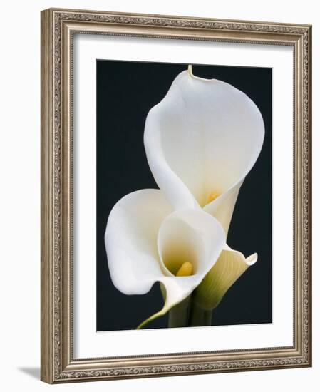 White Calla Lilies-Jamie & Judy Wild-Framed Photographic Print