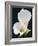 White Calla Lilies-Jamie & Judy Wild-Framed Photographic Print