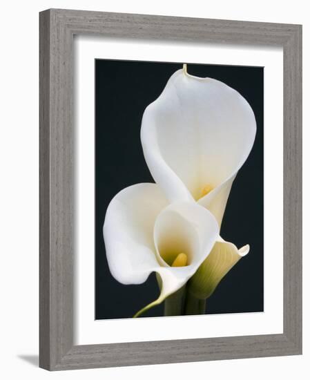 White Calla Lilies-Jamie & Judy Wild-Framed Photographic Print