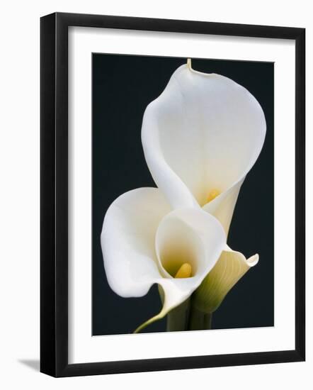 White Calla Lilies-Jamie & Judy Wild-Framed Photographic Print