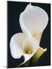 White Calla Lilies-Jamie & Judy Wild-Mounted Photographic Print