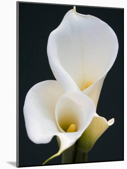 White Calla Lilies-Jamie & Judy Wild-Mounted Photographic Print