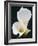 White Calla Lilies-Jamie & Judy Wild-Framed Photographic Print