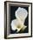 White Calla Lilies-Jamie & Judy Wild-Framed Photographic Print