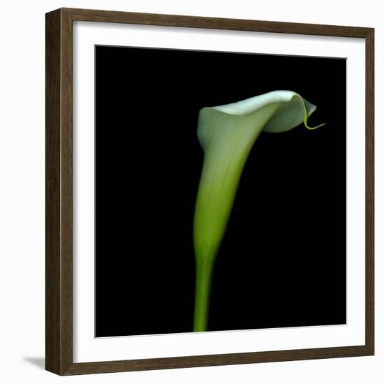 White Calla Lilly-Magda Indigo-Framed Photographic Print