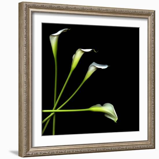 White Calla Lily 2-Magda Indigo-Framed Photographic Print