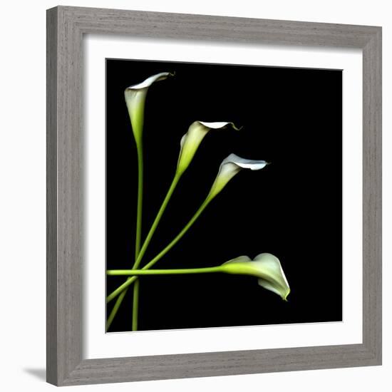 White Calla Lily 2-Magda Indigo-Framed Photographic Print