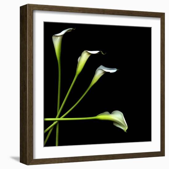 White Calla Lily 2-Magda Indigo-Framed Photographic Print