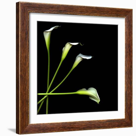 White Calla Lily 2-Magda Indigo-Framed Photographic Print