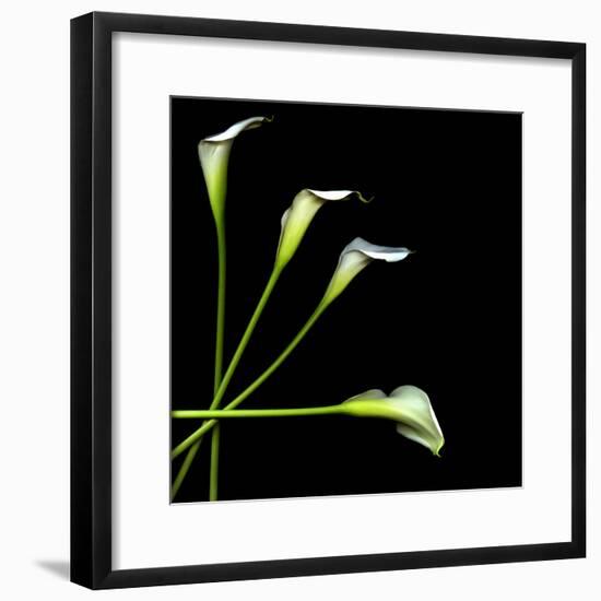 White Calla Lily 2-Magda Indigo-Framed Photographic Print