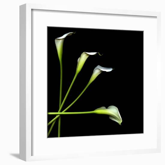 White Calla Lily 2-Magda Indigo-Framed Photographic Print