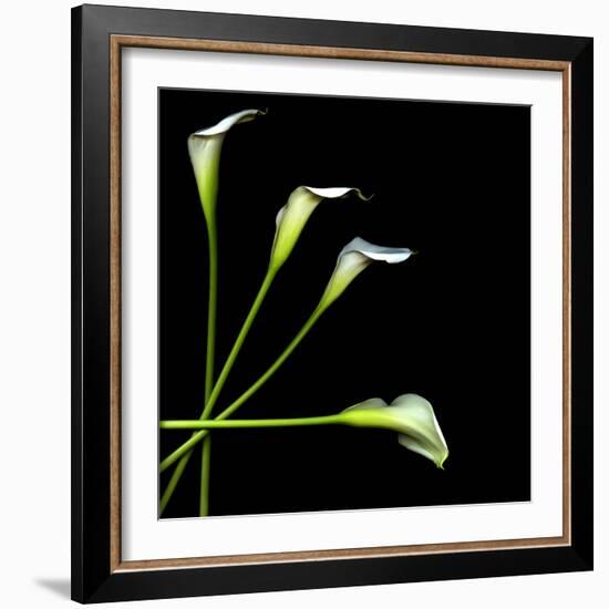 White Calla Lily 2-Magda Indigo-Framed Photographic Print