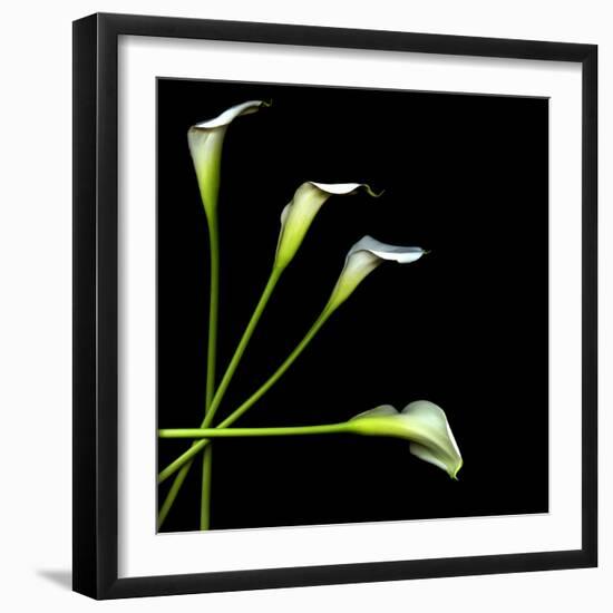 White Calla Lily 2-Magda Indigo-Framed Photographic Print