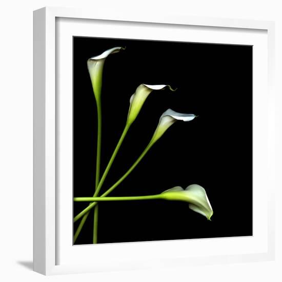 White Calla Lily 2-Magda Indigo-Framed Photographic Print