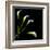 White Calla Lily 2-Magda Indigo-Framed Premium Photographic Print