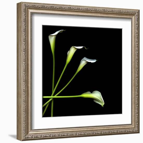 White Calla Lily 2-Magda Indigo-Framed Premium Photographic Print