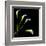 White Calla Lily 2-Magda Indigo-Framed Premium Photographic Print