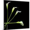 White Calla Lily 2-Magda Indigo-Mounted Premium Photographic Print