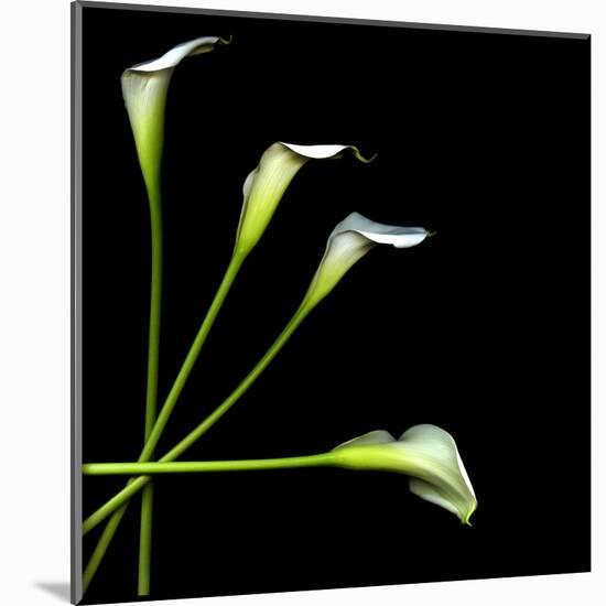 White Calla Lily 2-Magda Indigo-Mounted Premium Photographic Print