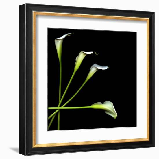 White Calla Lily 2-Magda Indigo-Framed Premium Photographic Print