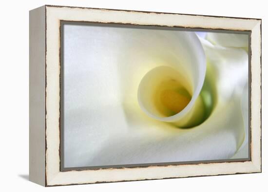 White Calla Lily Abstract-Anna Miller-Framed Premier Image Canvas