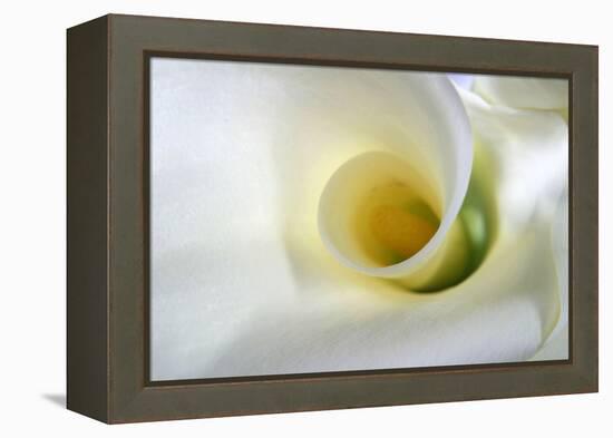 White Calla Lily Abstract-Anna Miller-Framed Premier Image Canvas