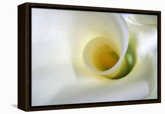 White Calla Lily Abstract-Anna Miller-Framed Premier Image Canvas