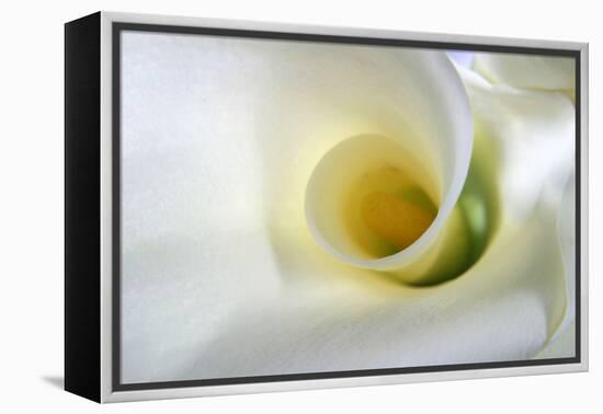 White Calla Lily Abstract-Anna Miller-Framed Premier Image Canvas