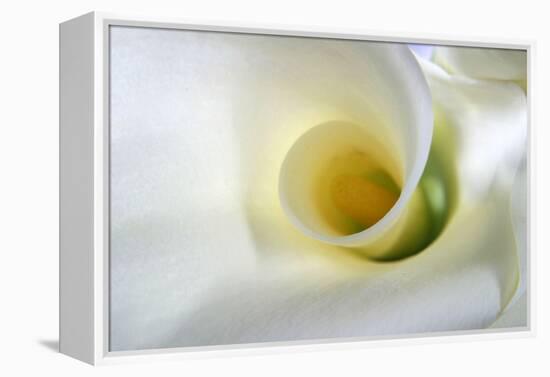 White Calla Lily Abstract-Anna Miller-Framed Premier Image Canvas