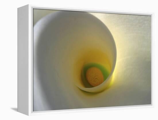 White Calla Lily Abstract-Anna Miller-Framed Premier Image Canvas